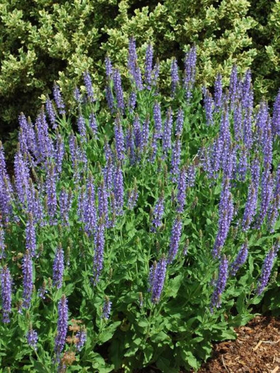 Salvia Nemorosa Blue Hill - View 13 from www redcrocus com