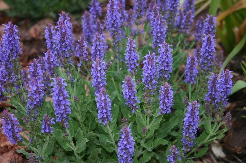 Salvia Nemorosa Blue Hill - View 16 from www redcrocus com