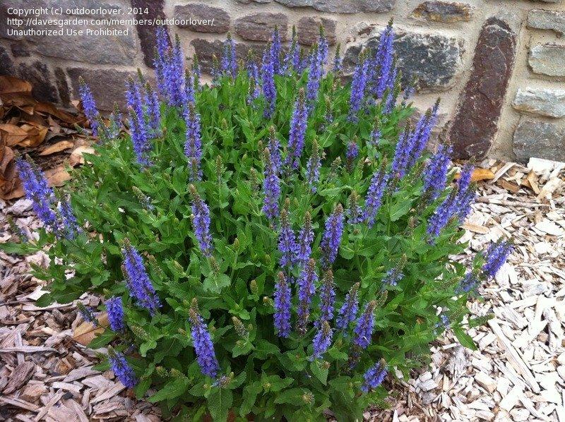 Salvia Nemorosa Blue Hill - View 19 from www redcrocus com