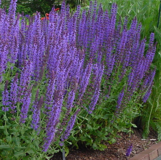 Salvia Nemorosa Blue Hill - View 1 from www redcrocus com