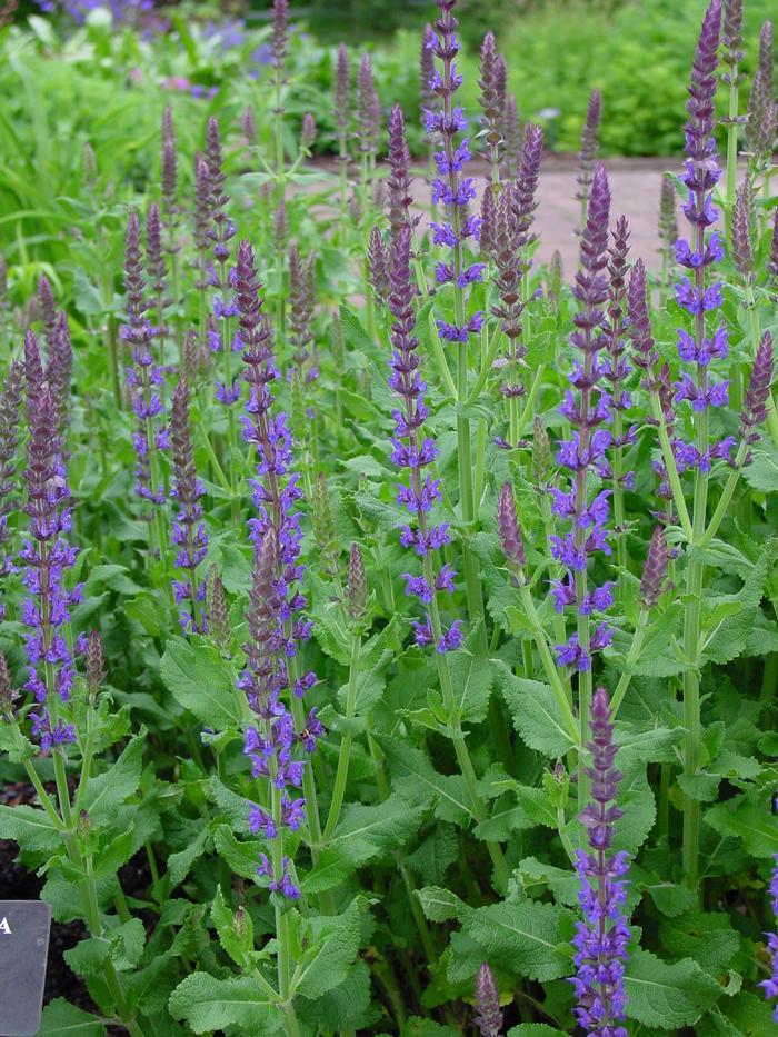 Salvia Nemorosa Blue Hill - View 3 from www redcrocus com