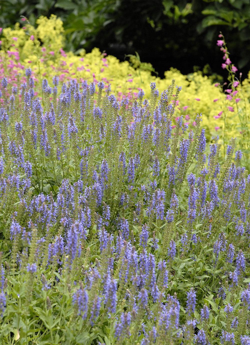 Salvia Nemorosa Blue Hill - View 4 from www redcrocus com