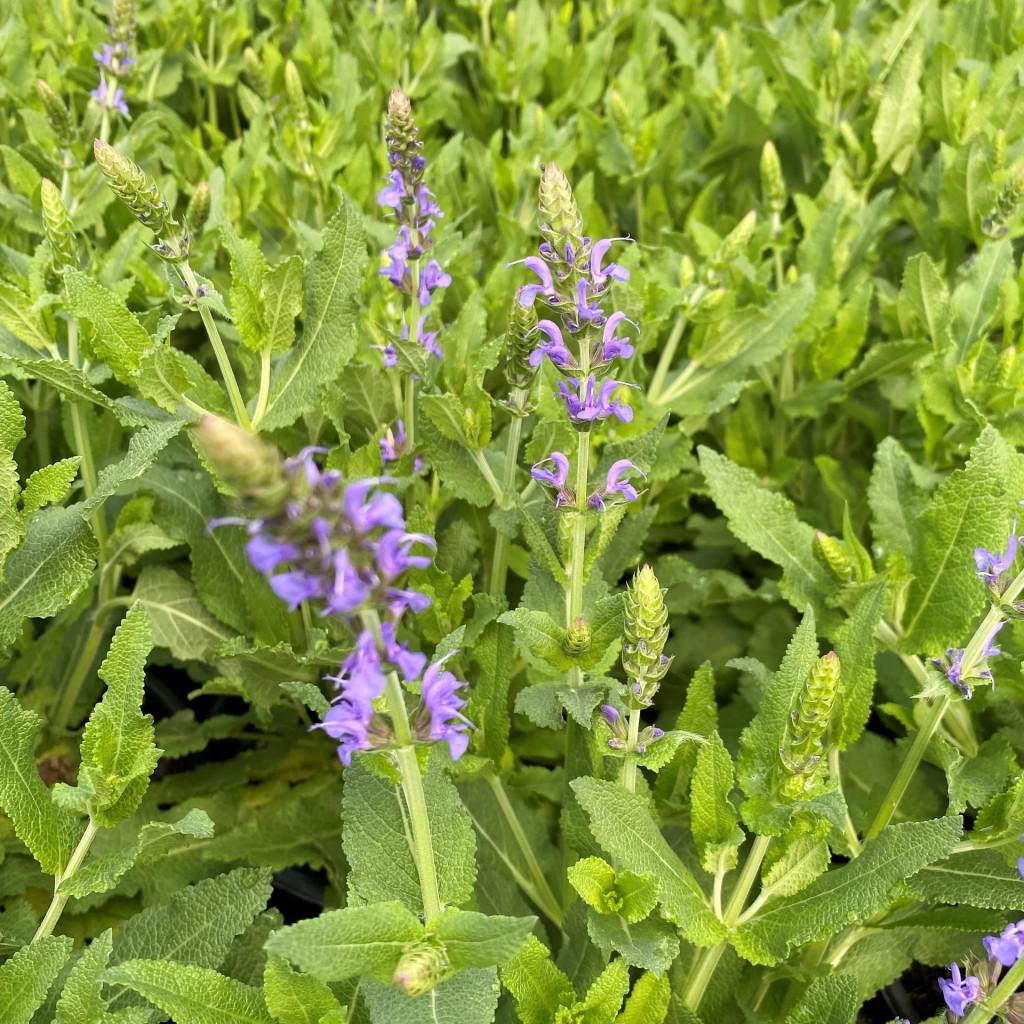 Salvia Nemorosa Blue Hill - View 5 from www redcrocus com