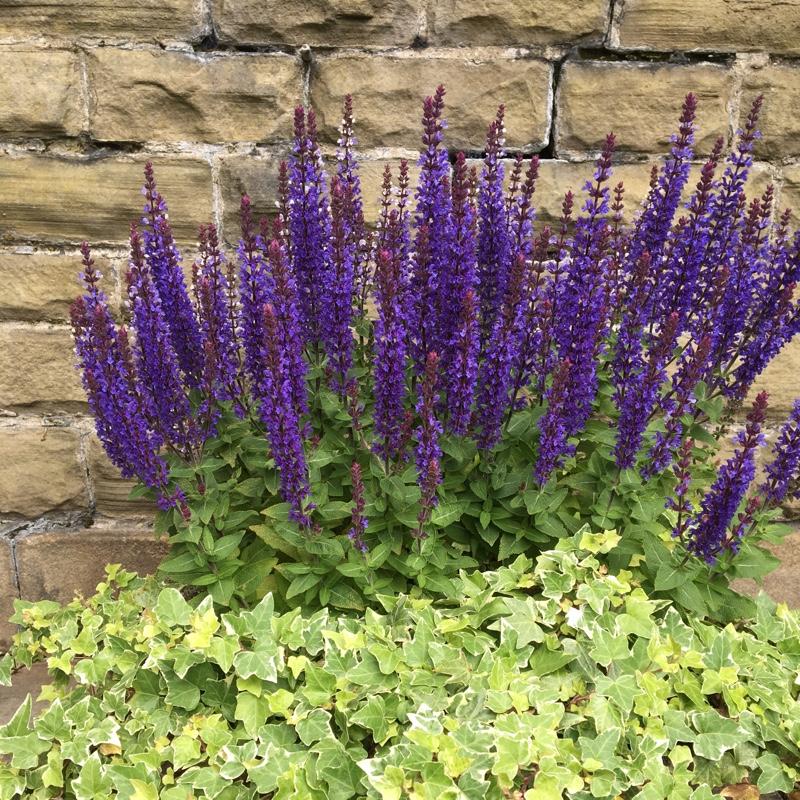 Salvia Nemorosa Blue Hill - View 7 from www redcrocus com