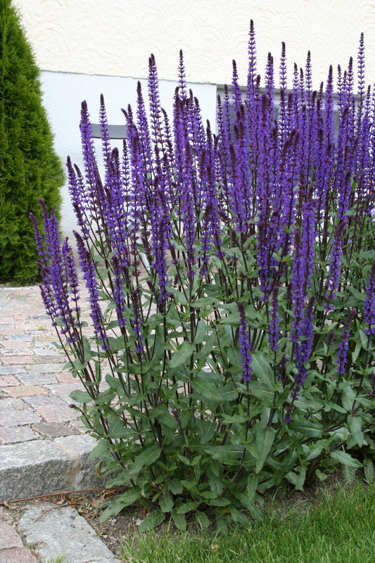 Salvia Nemorosa Caradonna - View 10 from www redcrocus com
