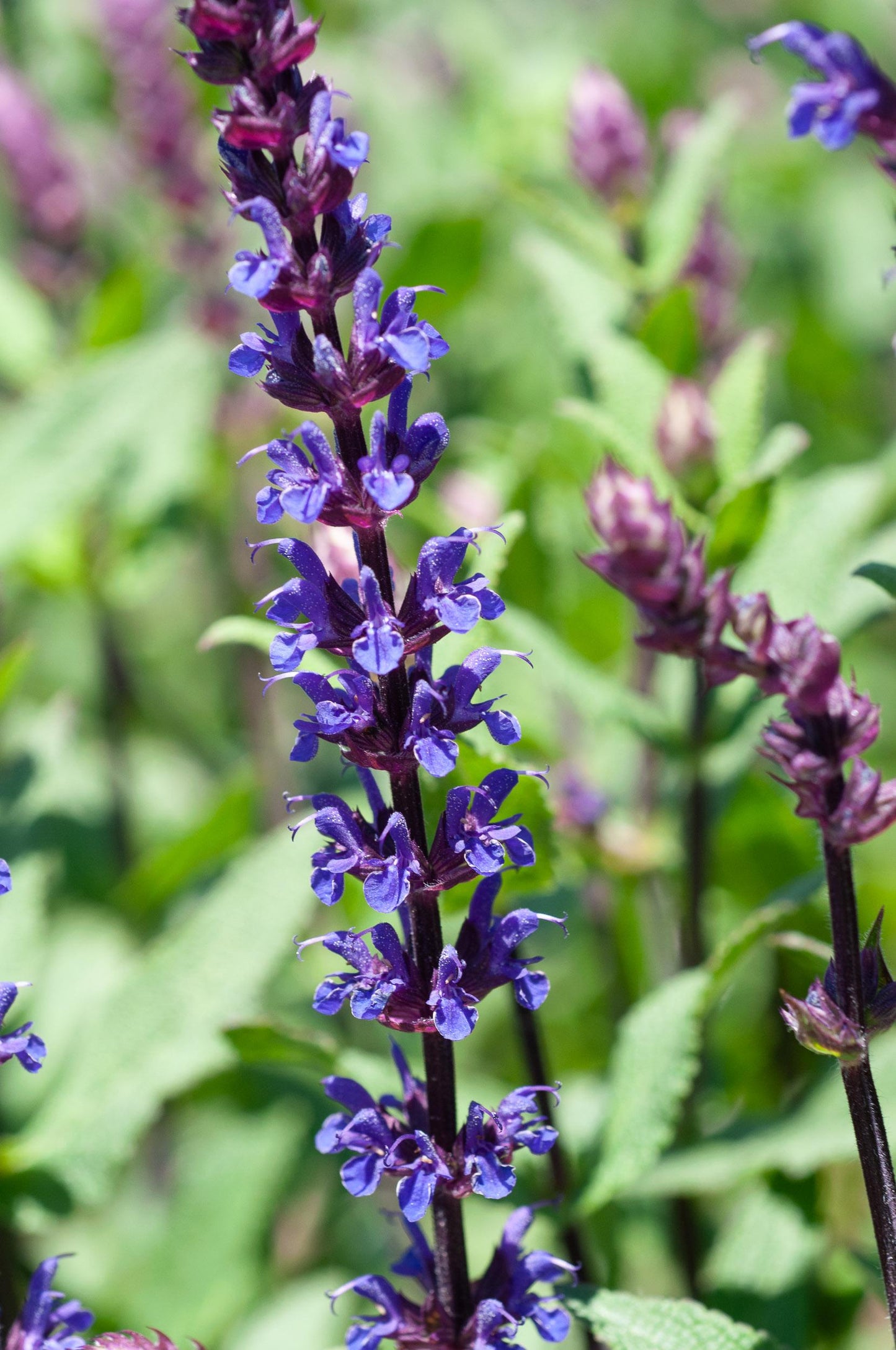Salvia Nemorosa Caradonna - View 12 from www redcrocus com