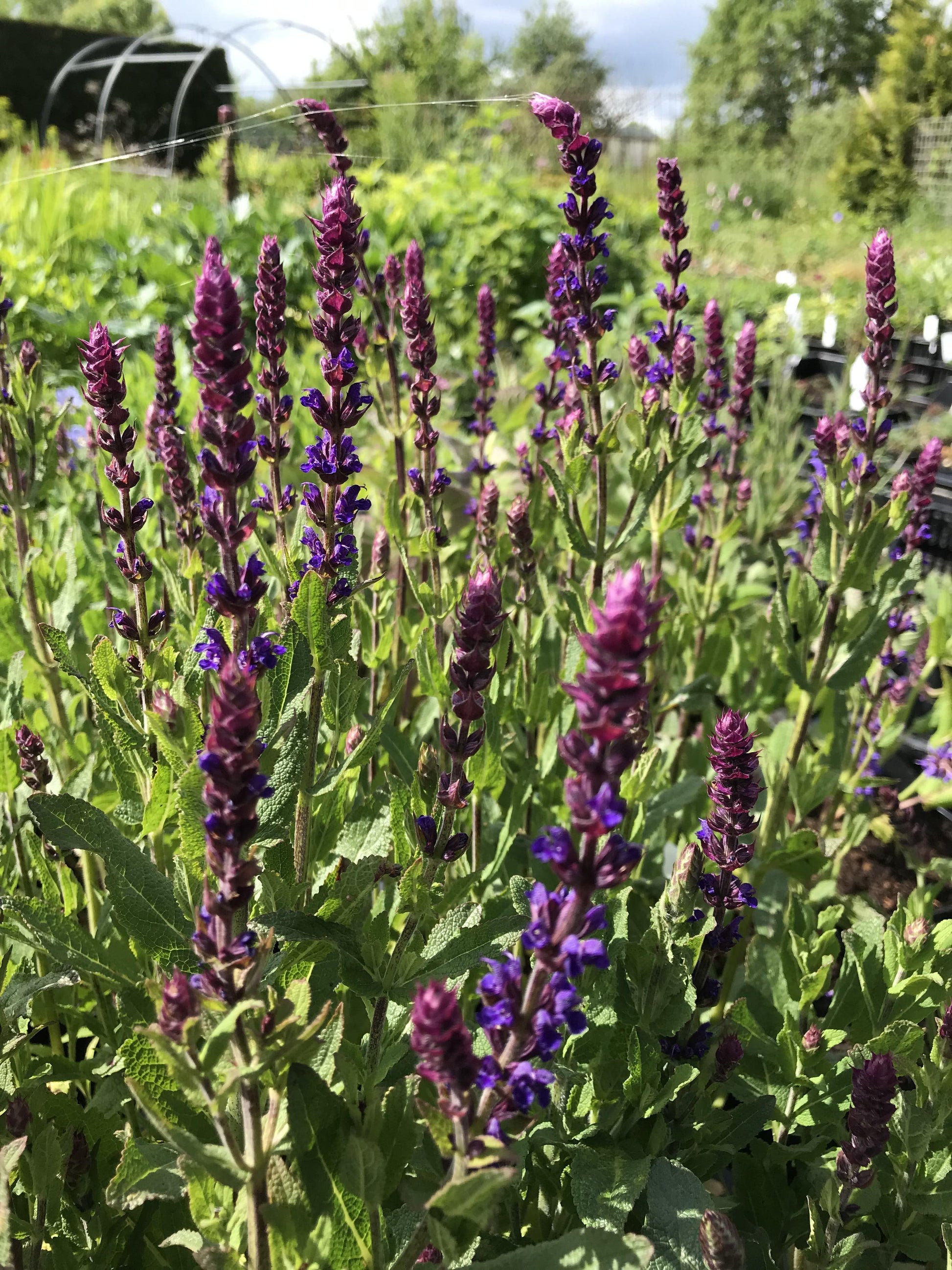 Salvia Nemorosa Caradonna - View 13 from www redcrocus com