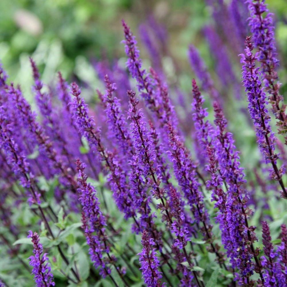 Salvia Nemorosa Caradonna - View 14 from www redcrocus com