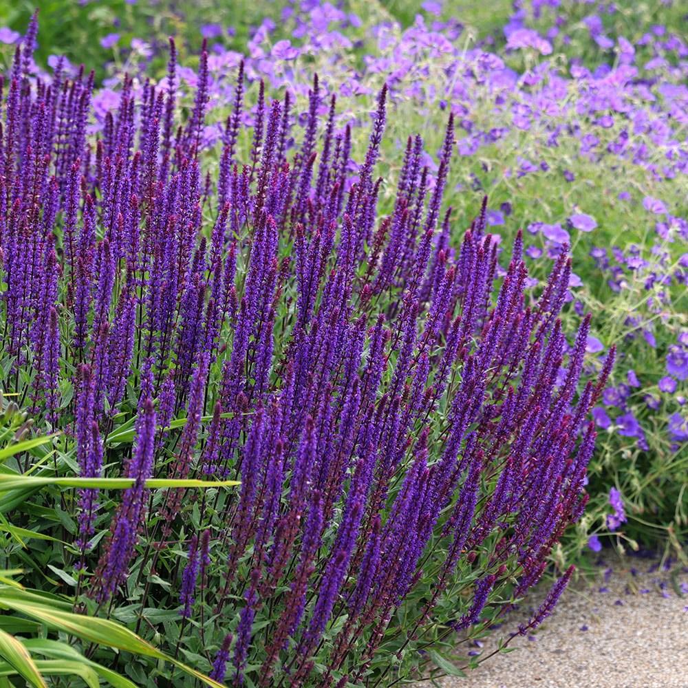 Salvia Nemorosa Caradonna - View 16 from www redcrocus com