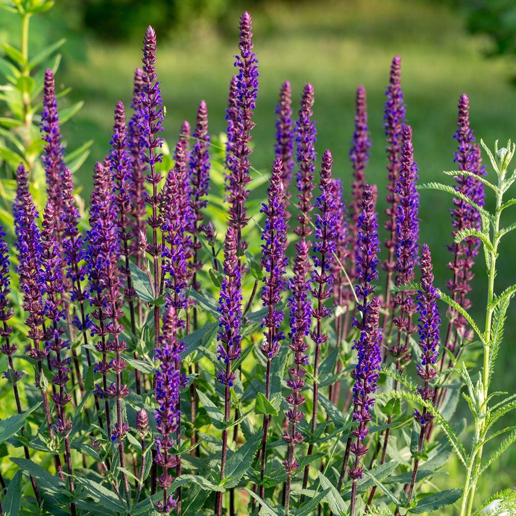 Salvia Nemorosa Caradonna - View 17 from www redcrocus com