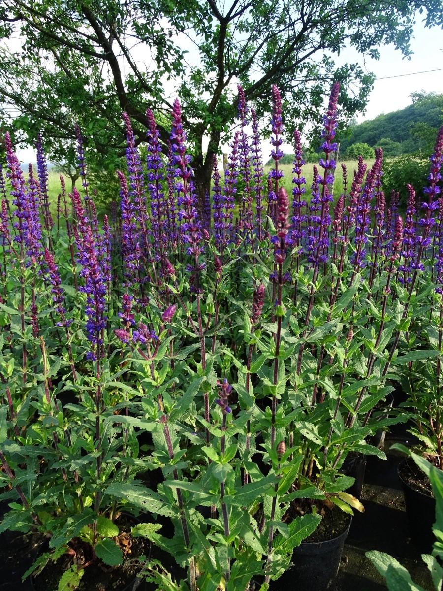 Salvia Nemorosa Caradonna - View 18 from www redcrocus com