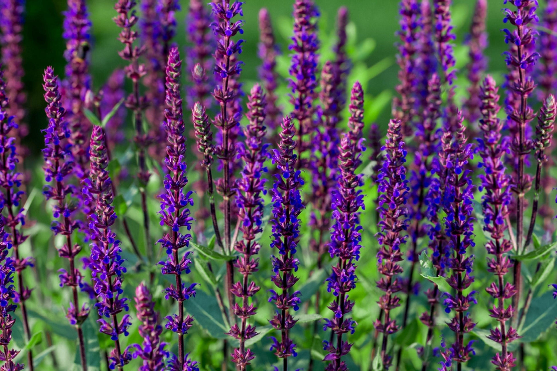 Salvia Nemorosa Caradonna - View 19 from www redcrocus com