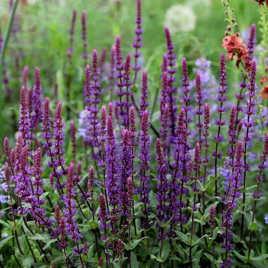 Salvia Nemorosa Caradonna - View 20 from www redcrocus com
