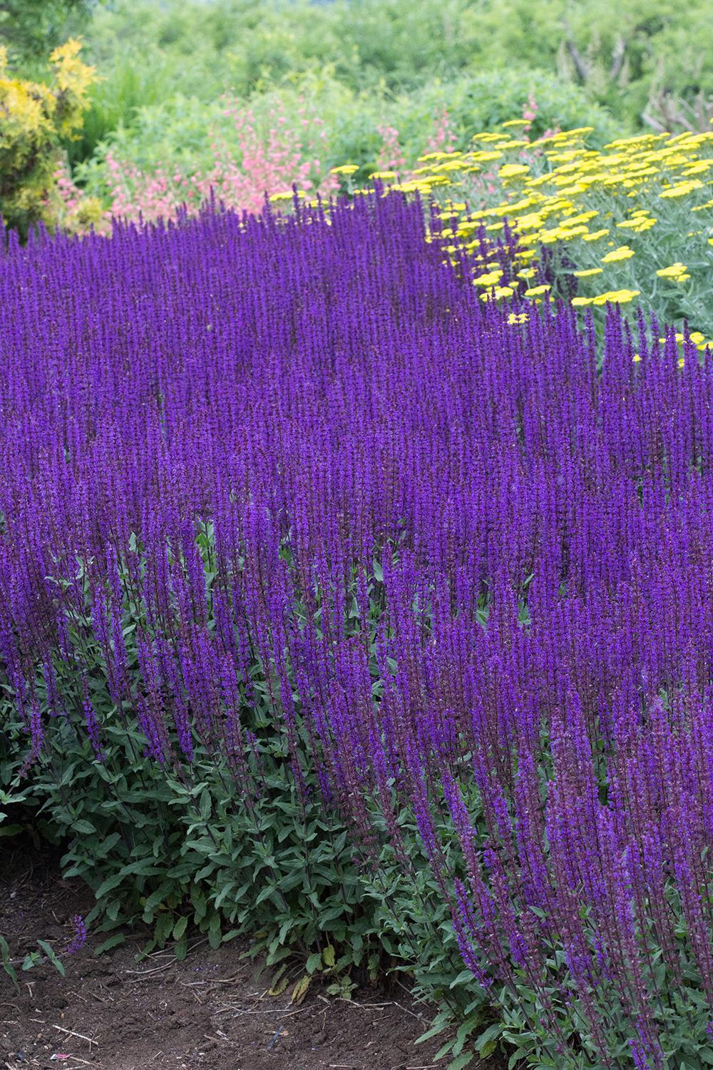 Salvia Nemorosa Caradonna - View 2 from www redcrocus com