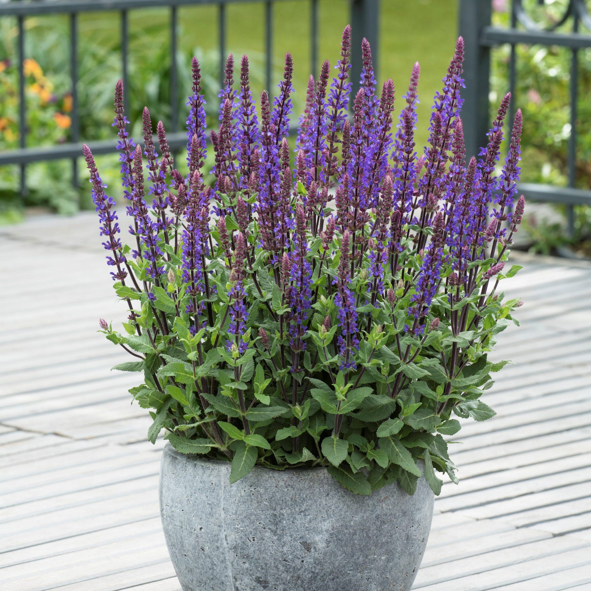Salvia Nemorosa Caradonna - View 3 from www redcrocus com