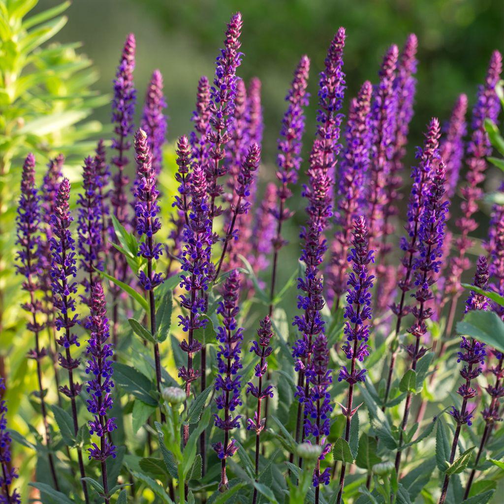 Salvia Nemorosa Caradonna - View 4 from www redcrocus com