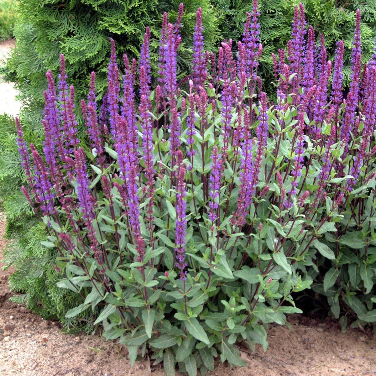 Salvia Nemorosa Caradonna - View 5 from www redcrocus com
