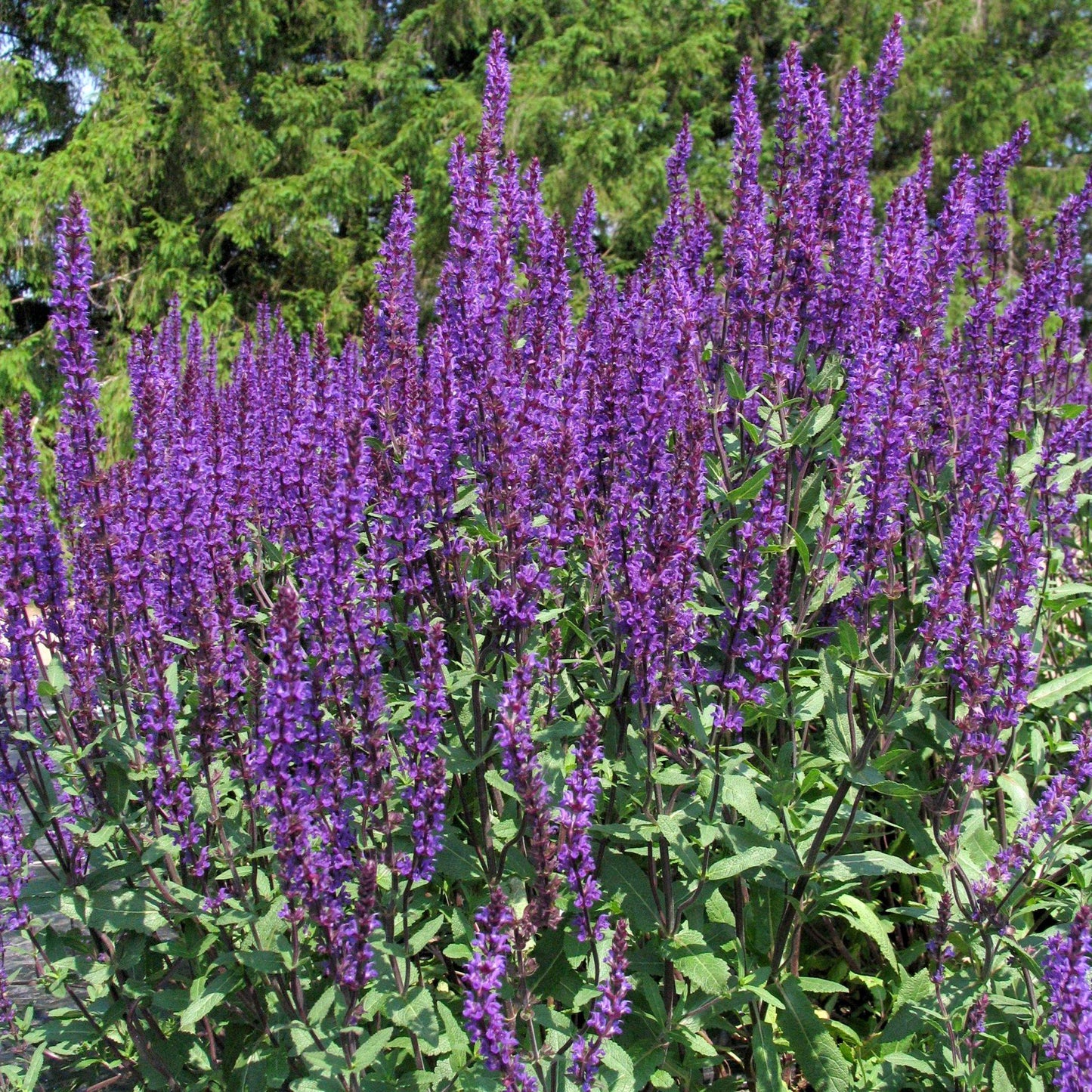 Salvia Nemorosa Caradonna - View 6 from www redcrocus com