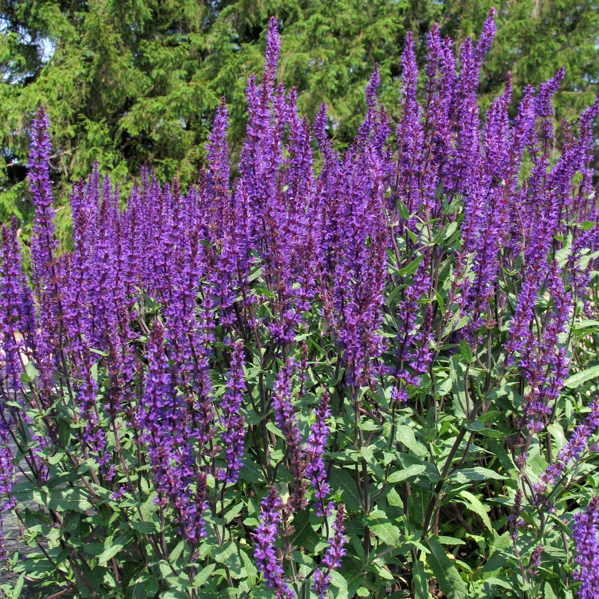 Salvia Nemorosa Caradonna - View 6 from www redcrocus com