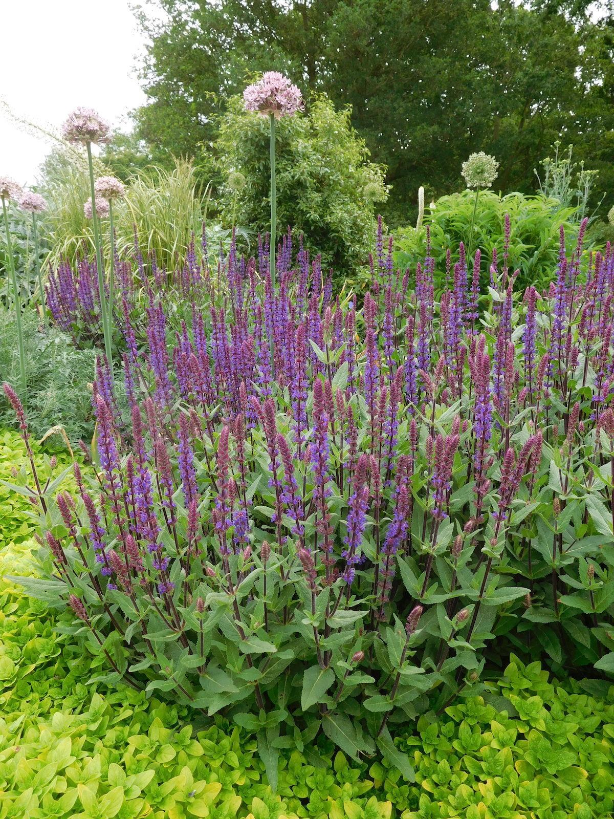 Salvia Nemorosa Caradonna - View 7 from www redcrocus com