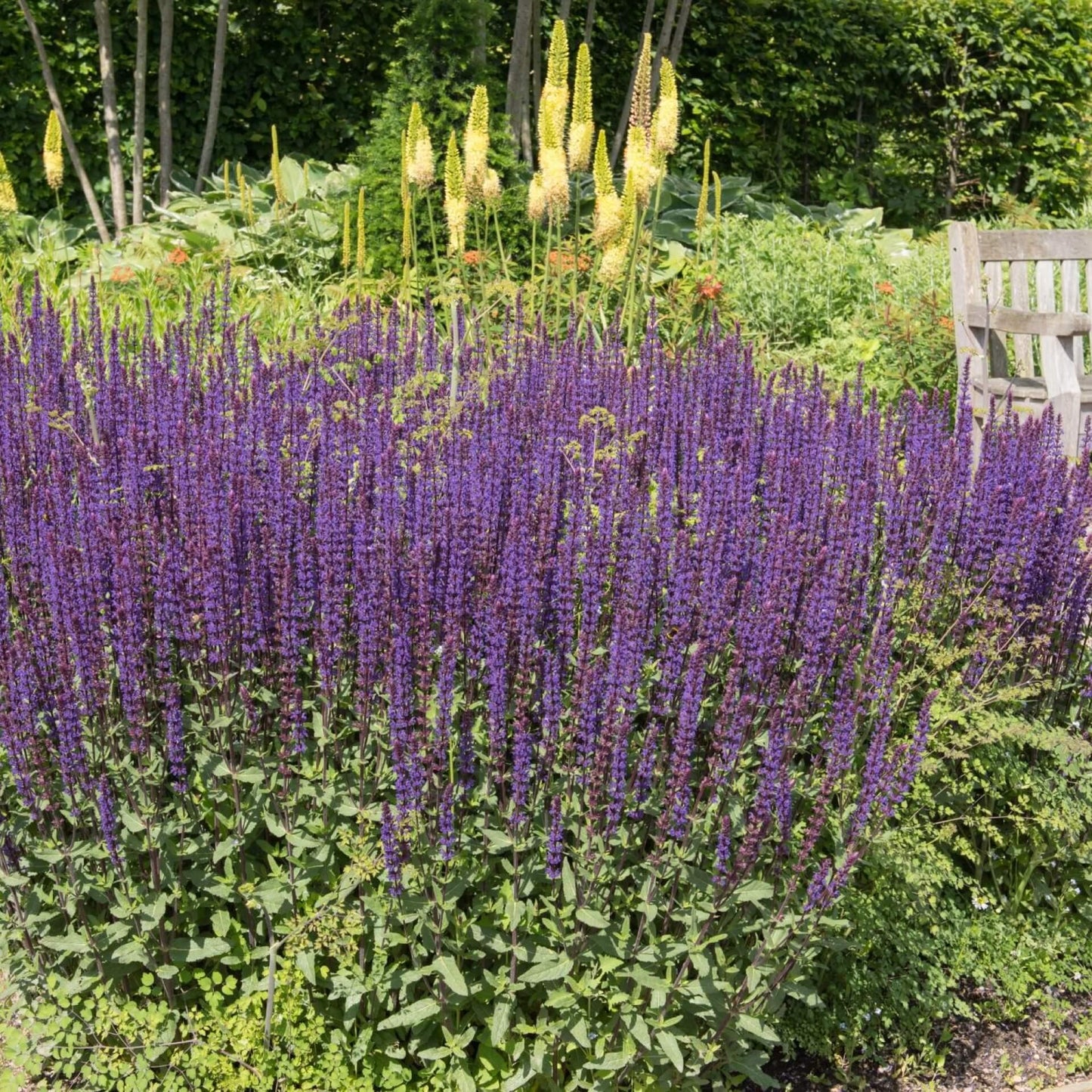 Salvia Nemorosa Caradonna - View 8 from www redcrocus com