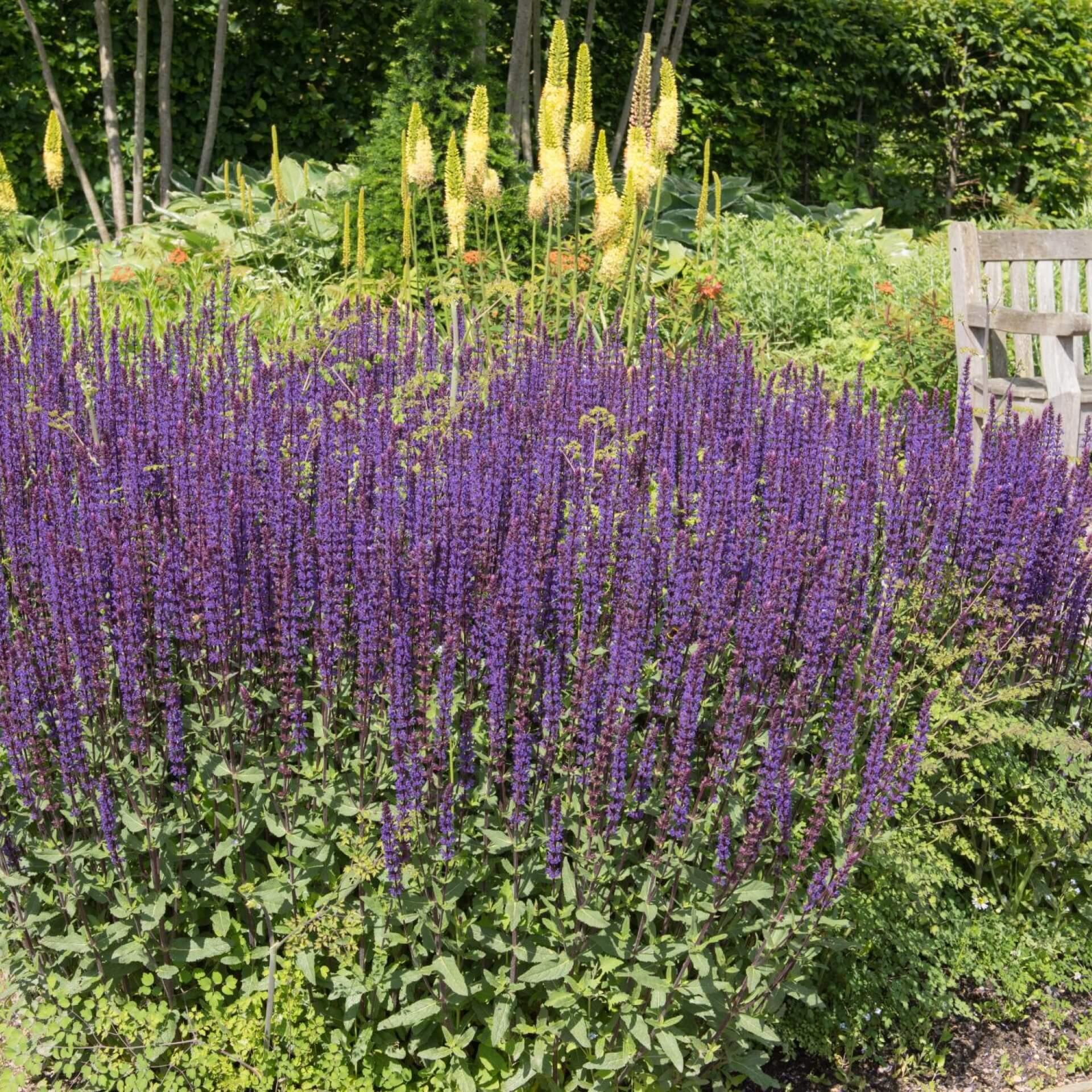 Salvia Nemorosa Caradonna - View 8 from www redcrocus com