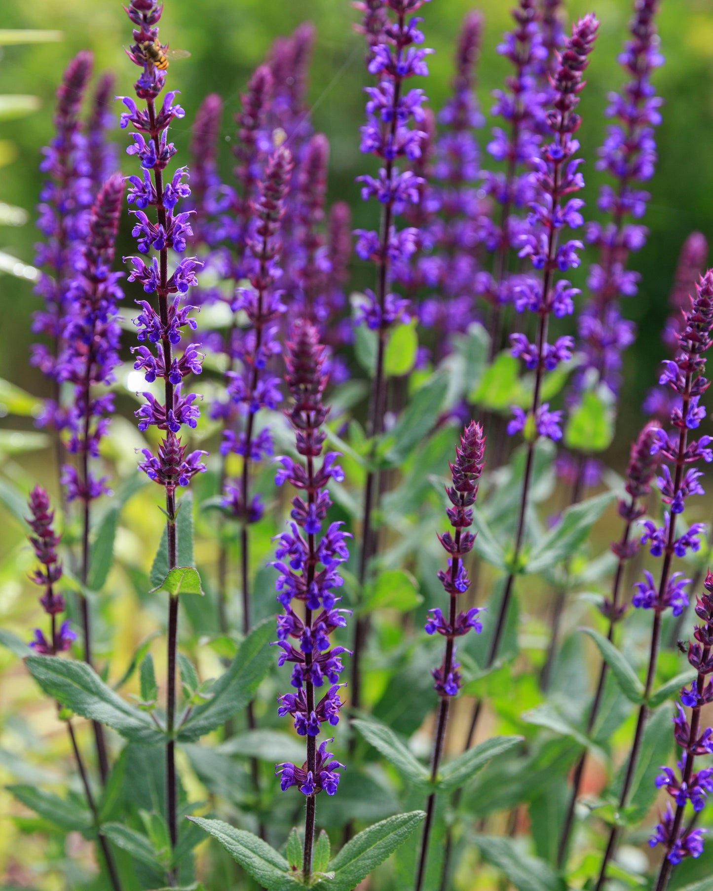 Salvia Nemorosa Caradonna - View 9 from www redcrocus com