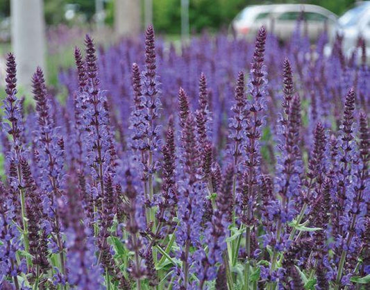 Salvia Nemorosa Lyrical Blues - View 10 from www redcrocus com