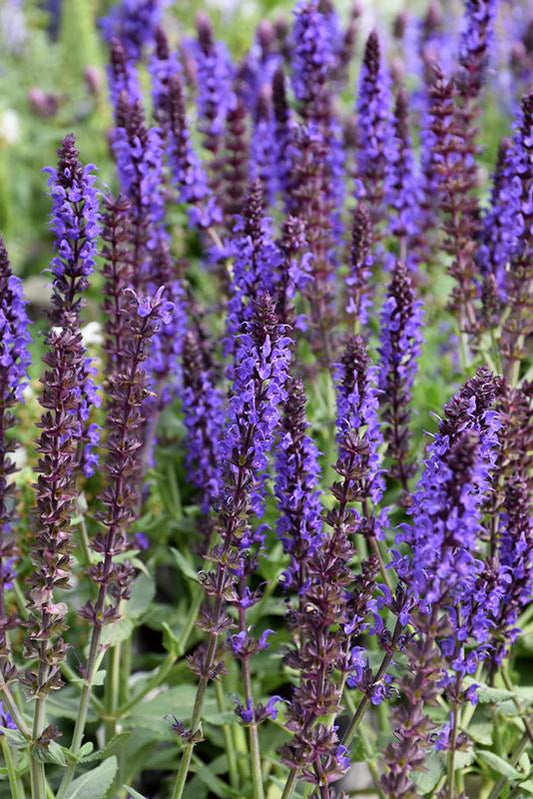 Salvia Nemorosa Lyrical Blues - View 1 from www redcrocus com