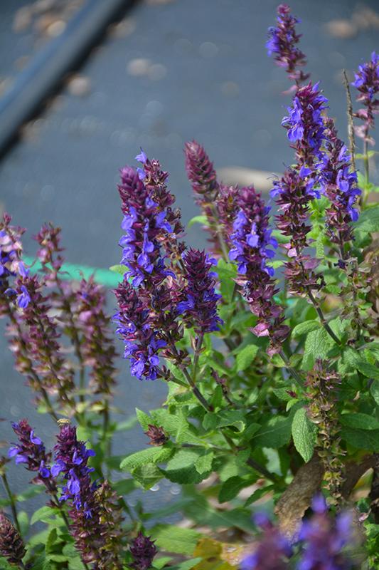 Salvia Nemorosa New Dimension Blue - View 10 from www redcrocus com