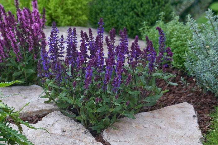 Salvia Nemorosa New Dimension Blue - View 11 from www redcrocus com