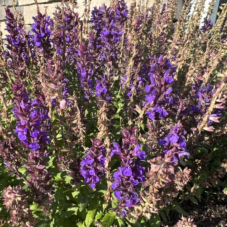 Salvia Nemorosa New Dimension Blue - View 12 from www redcrocus com