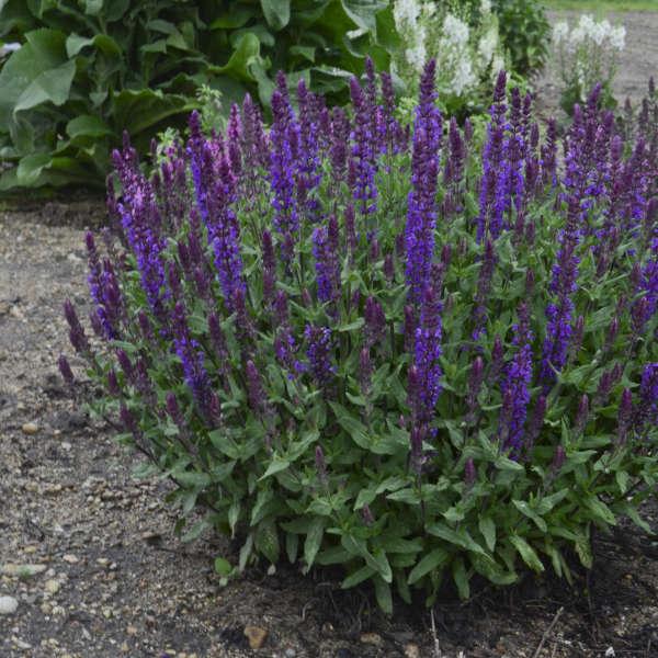 Salvia Nemorosa New Dimension Blue - View 13 from www redcrocus com