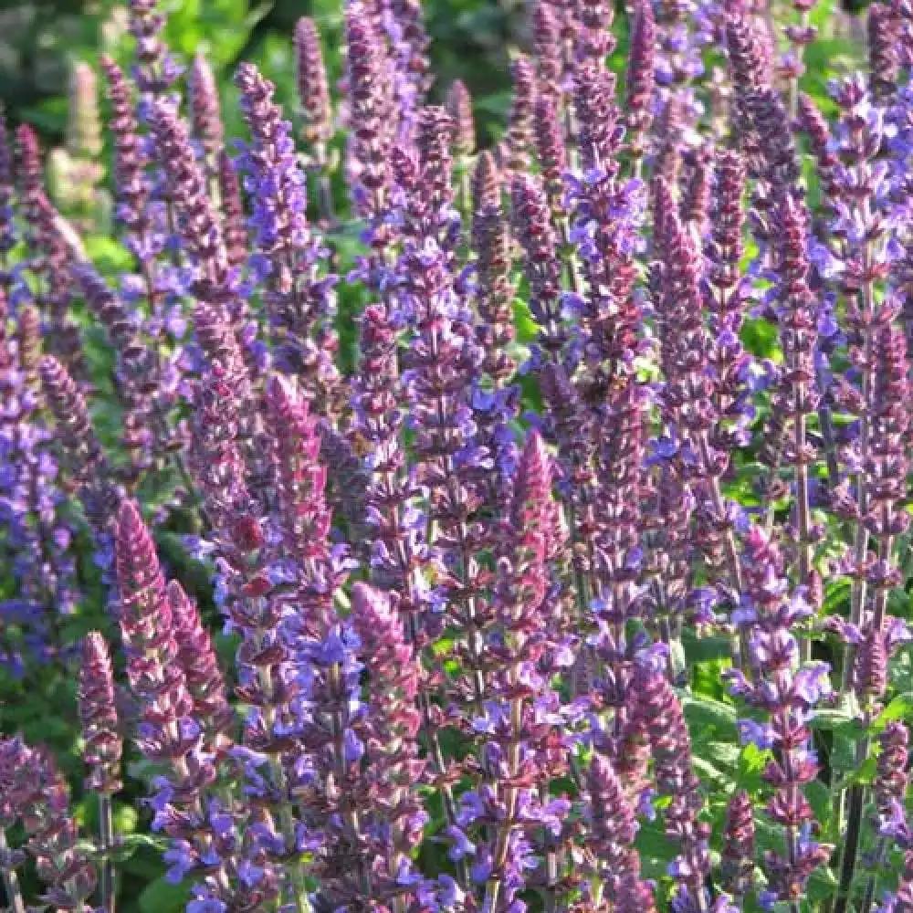 Salvia Nemorosa New Dimension Blue - View 14 from www redcrocus com