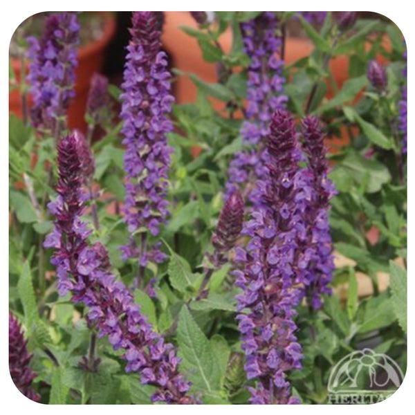 Salvia Nemorosa New Dimension Blue - View 15 from www redcrocus com