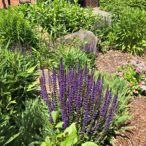 Salvia Nemorosa New Dimension Blue - View 16 from www redcrocus com