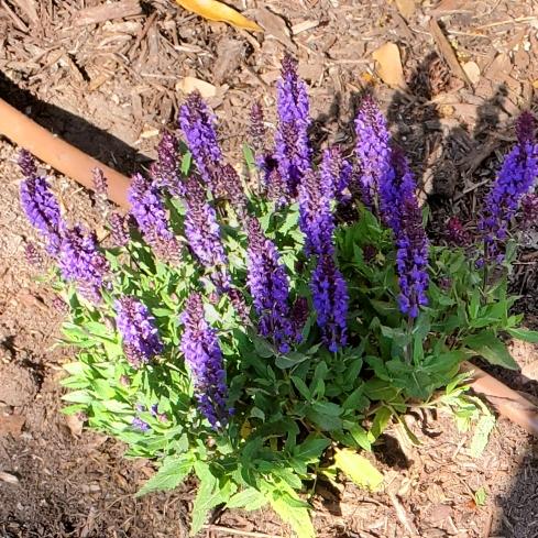 Salvia Nemorosa New Dimension Blue - View 17 from www redcrocus com