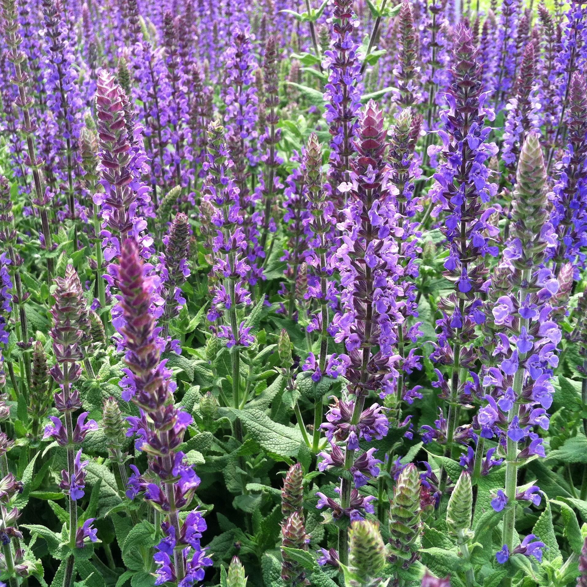 Salvia Nemorosa New Dimension Blue - View 2 from www redcrocus com