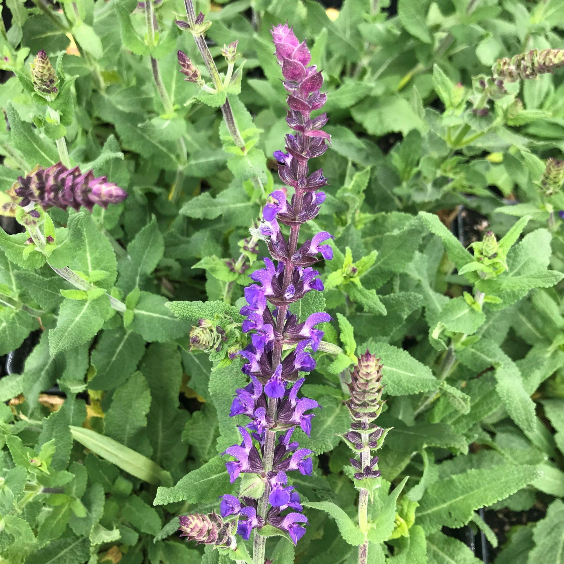 Salvia Nemorosa New Dimension Blue - View 3 from www redcrocus com