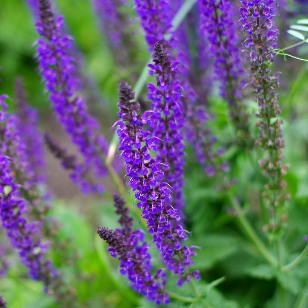 Salvia Nemorosa New Dimension Blue - View 4 from www redcrocus com