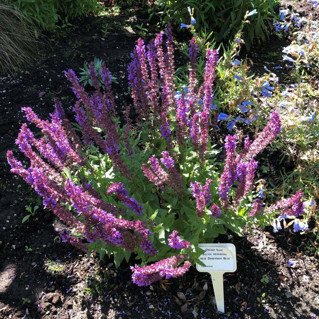 Salvia Nemorosa New Dimension Blue - View 6 from www redcrocus com