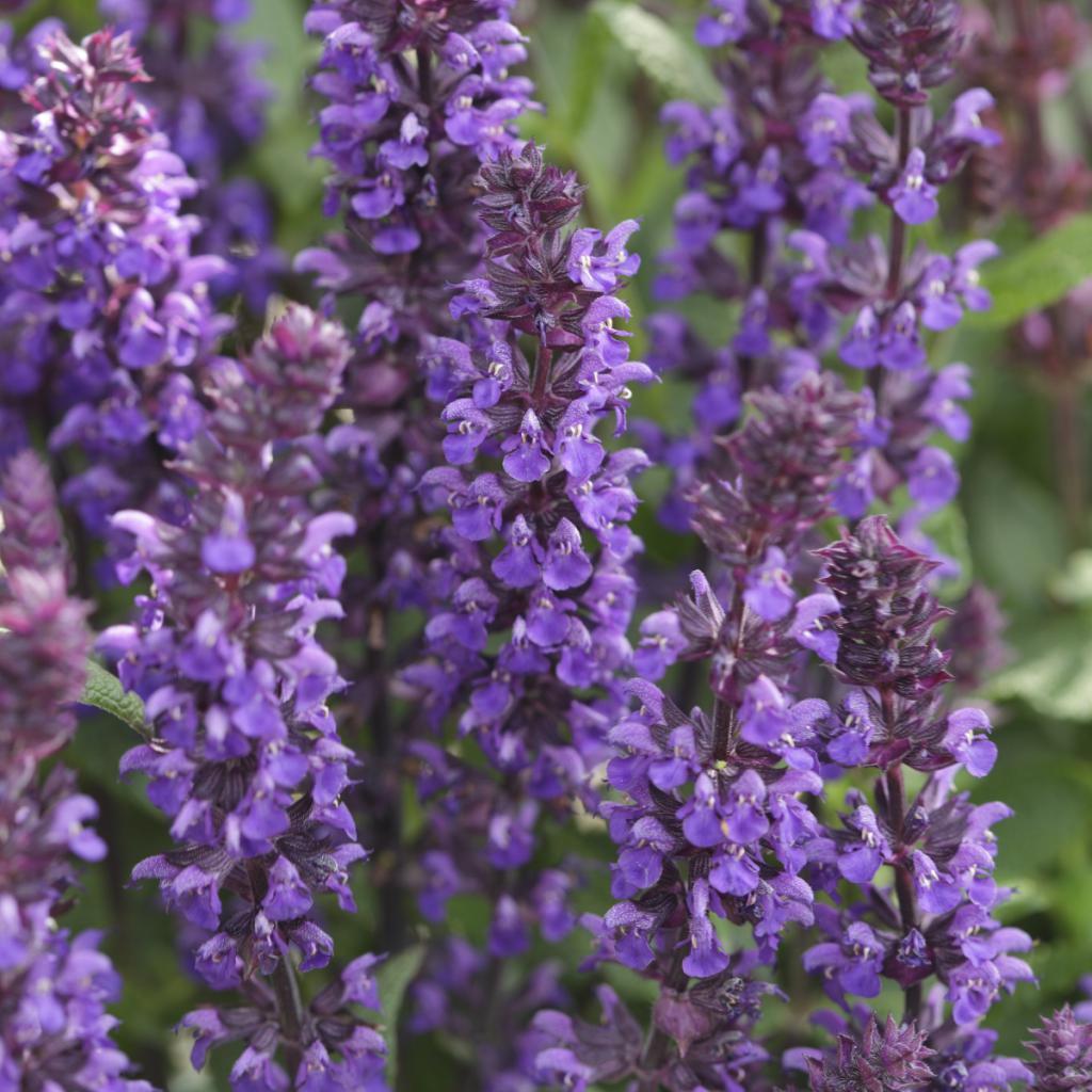 Salvia Nemorosa New Dimension Blue - View 7 from www redcrocus com