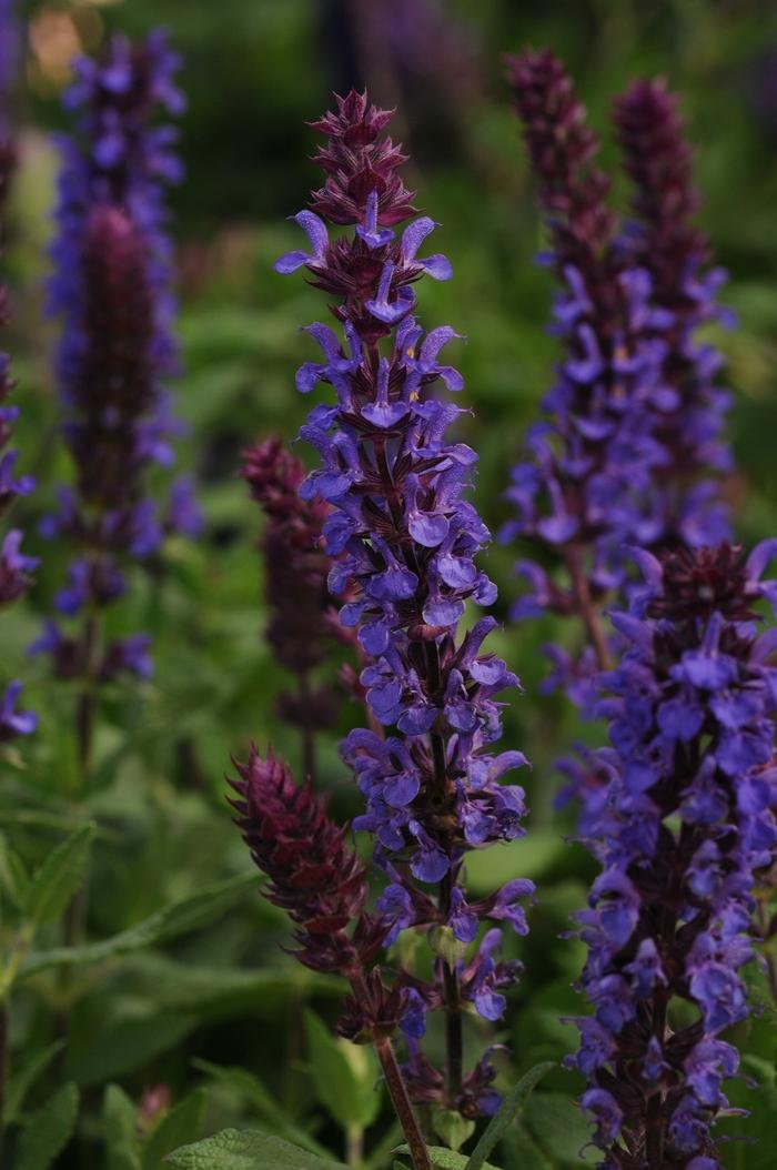 Salvia Nemorosa New Dimension Blue - View 8 from www redcrocus com