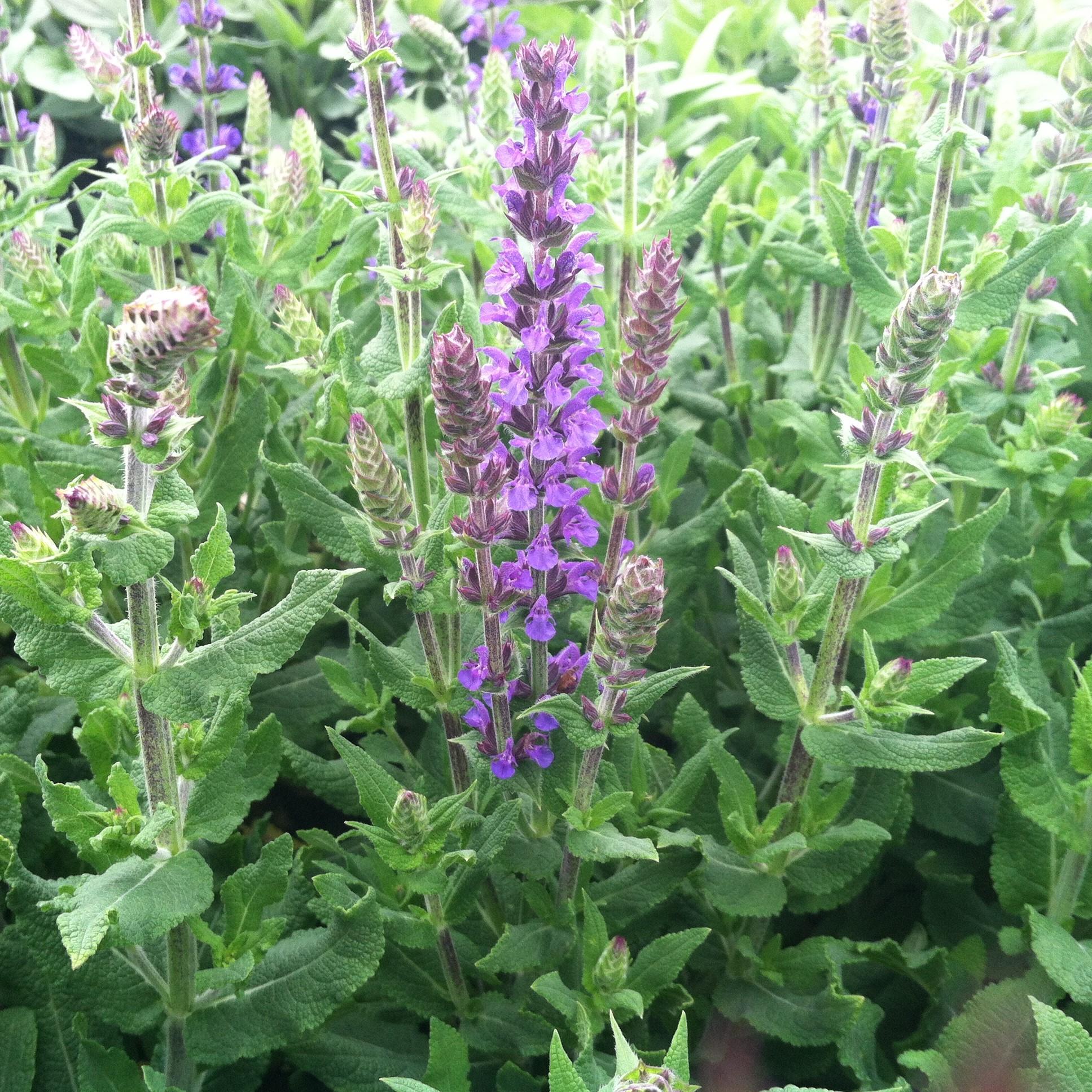 Salvia Nemorosa New Dimension Blue - View 9 from www redcrocus com