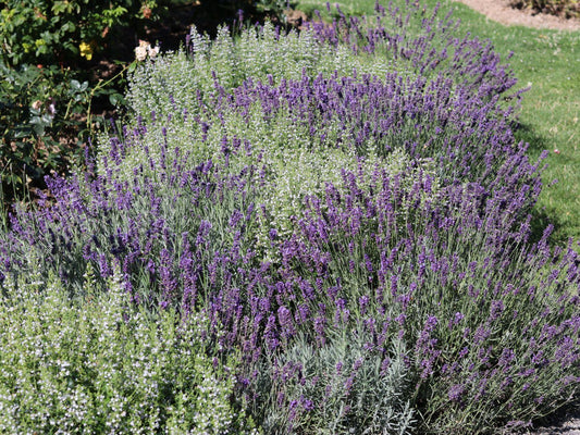 Lavandula Angustifolia Ellagance Purple - View 10 from www redcrocus com