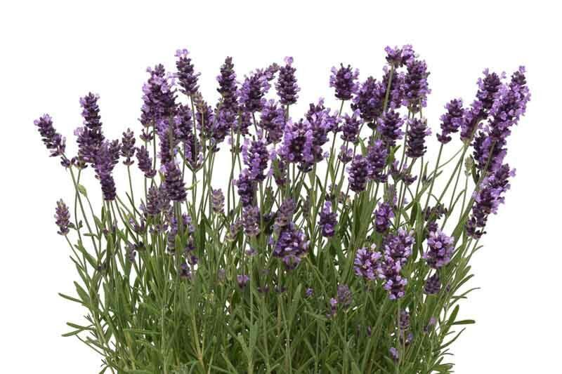 Lavandula Angustifolia Ellagance Purple - View 11 from www redcrocus com