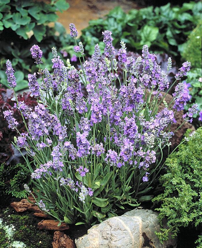 Lavandula Angustifolia Ellagance Purple - View 14 from www redcrocus com
