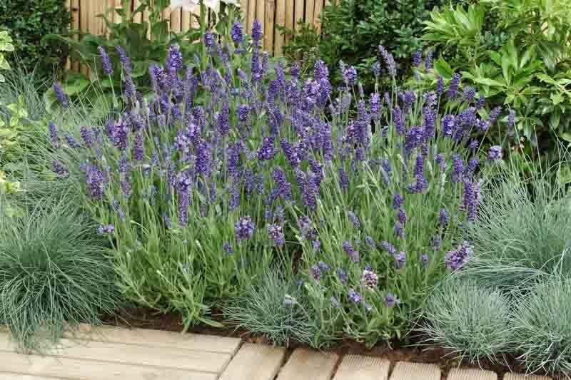 Lavandula Angustifolia Ellagance Purple - View 16 from www redcrocus com