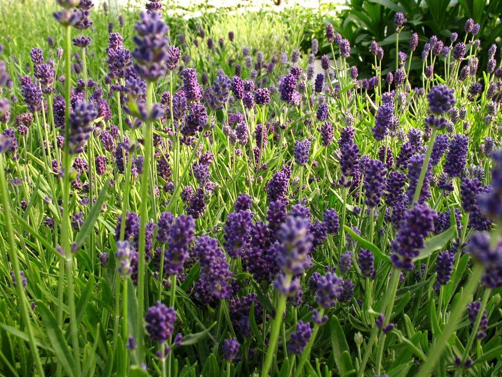 Lavandula Angustifolia Ellagance Purple - View 17 from www redcrocus com