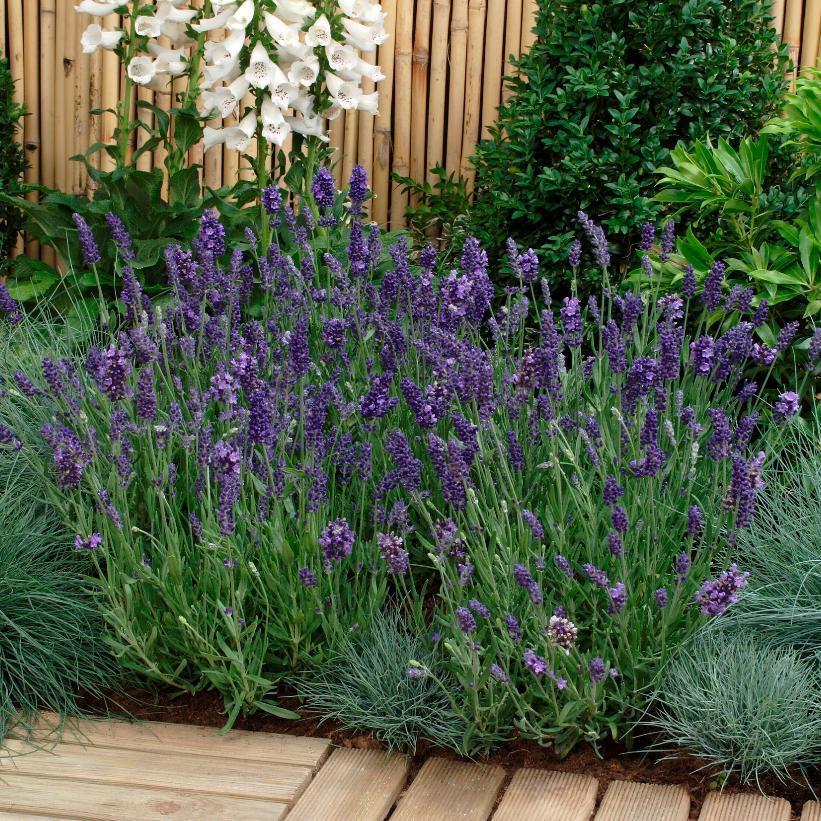 Lavandula Angustifolia Ellagance Purple - View 1 from www redcrocus com